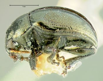 Media type: image;   Entomology 33865 Aspect: habitus lateral view